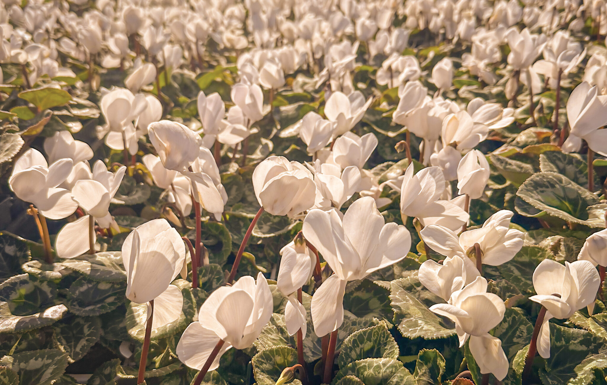 orchids 300 cmyk img 7248