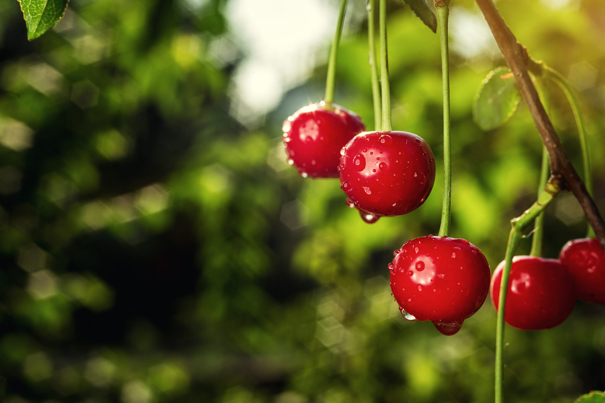 dreamstime l 95353564